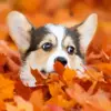 Welsh Corgi autumn diamond painting kit — happy corgi surrounded by colorful fall leaves