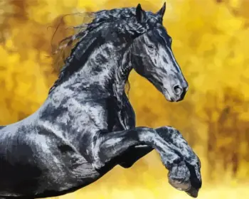 Black Friesian horse diamond painting kit — elegant black stallion portrait