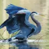 Great Blue Heron diamond painting kit — blue heron spreading its wings in shallow water