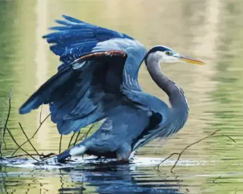 Great Blue Heron diamond painting kit — blue heron spreading its wings in shallow water
