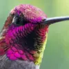 Pink-crowned hummingbird diamond painting kit — close-up bird with vibrant pink head feathers