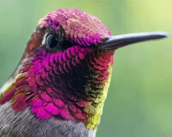 Pink-crowned hummingbird diamond painting kit — close-up bird with vibrant pink head feathers