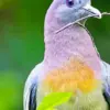 Colorful Columbidae diamond painting kit — vibrant pigeon with colorful feather details