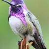 Costa’s Hummingbird diamond painting kit — colorful hummingbird with vivid purple head feathers
