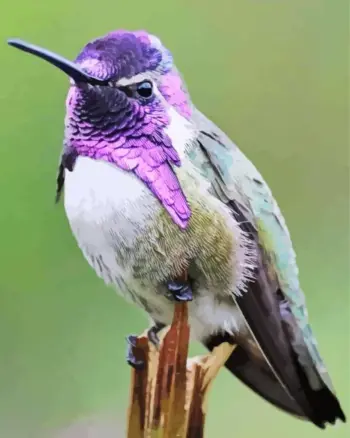 Costa’s Hummingbird diamond painting kit — colorful hummingbird with vivid purple head feathers