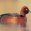 Ferruginous Duck diamond painting kit — chestnut-colored duck resting on calm water
