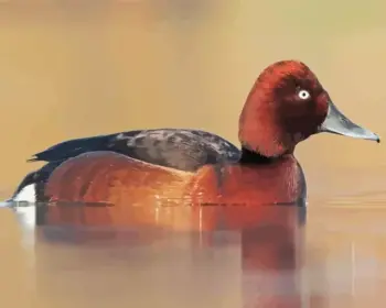 Ferruginous Duck diamond painting kit — chestnut-colored duck resting on calm water