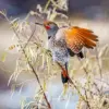 Flicker Red-Shafted diamond painting kit — colorful woodpecker with detailed plumage