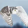 Flying snowy owl diamond painting kit — white owl soaring with wings spread