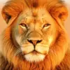 Golden Hour Lion diamond painting kit — majestic lion glowing in golden sunset light