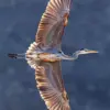 Great Blue Heron in Flight diamond painting kit — heron soaring with wings fully spread