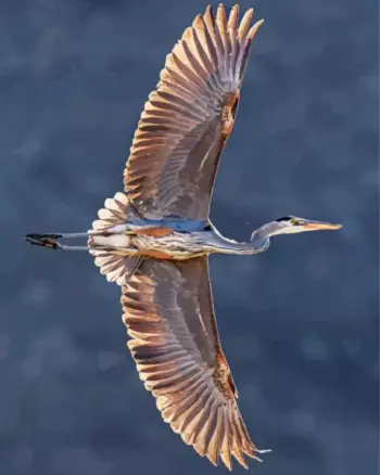 Great Blue Heron in Flight diamond painting kit — heron soaring with wings fully spread