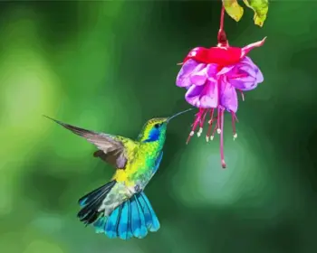Green hummingbird diamond painting kit — vibrant green hummingbird surrounded by fuchsia flowers
