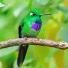 Green hummingbird diamond painting kit — vibrant hummingbird perched on a natural branch