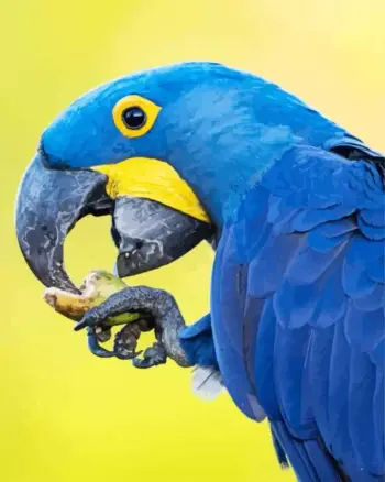 Hyacinth Macaw Diamond Painting Kit