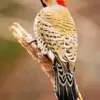 Northern Flicker diamond painting kit — colorful woodpecker perched in nature