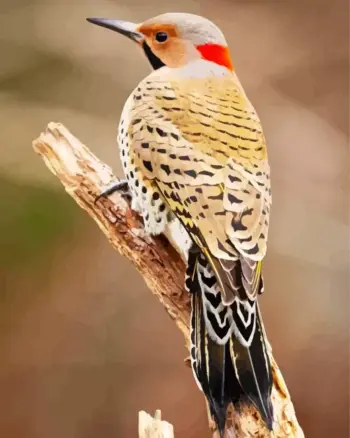Northern Flicker diamond painting kit — colorful woodpecker perched in nature