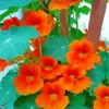 Orange nasturtium diamond painting kit — bright orange nasturtium flowers in bloom