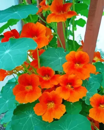 Orange nasturtium diamond painting kit — bright orange nasturtium flowers in bloom