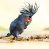 Palm Cockatoo diamond painting kit — dark tropical cockatoo with distinctive red cheek patch