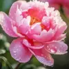 Peony in bloom diamond painting kit — soft pink peony flowers in full bloom