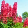 Pink Lupine Chatelaine diamond painting kit — pink lupine flowers in bloom