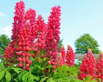 Pink Lupine Chatelaine diamond painting kit — pink lupine flowers in bloom