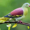 Pink-Necked Pigeon diamond painting kit — colorful pigeon with soft pink and green plumage