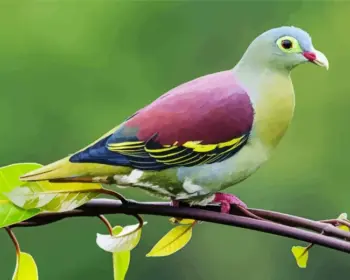 Pink-Necked Pigeon diamond painting kit — colorful pigeon with soft pink and green plumage