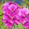Pink Sweet Pea Diamond Painting Kit | Art Diamond Paintings