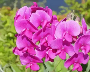 Pink Sweet Pea Diamond Painting Kit | Art Diamond Paintings