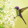 Purple-Backed Thornbill diamond painting kit — tiny hummingbird with shimmering purple back feathers