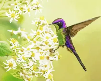 Purple-Backed Thornbill diamond painting kit — tiny hummingbird with shimmering purple back feathers
