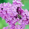 Purple lilac diamond painting kit — fragrant purple lilac blossoms in bloom