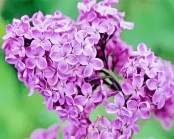 Purple lilac diamond painting kit — fragrant purple lilac blossoms in bloom