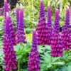 Purple Lupine Diamond Painting Kit | Art Diamond Paintings