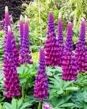 Purple Lupine Diamond Painting Kit | Art Diamond Paintings
