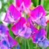 Purple pink sweet pea diamond painting kit — delicate purple and pink sweet pea flowers