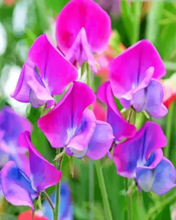 Purple pink sweet pea diamond painting kit — delicate purple and pink sweet pea flowers