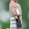 Red-Shafted Flicker diamond painting kit — colorful woodpecker with striking feather details