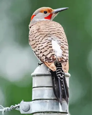 Red-Shafted Flicker diamond painting kit — colorful woodpecker with striking feather details
