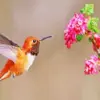 Rufous Hummingbird diamond painting kit — small hummingbird with vibrant copper-orange feathers