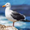 Seagull Bird diamond painting kit — coastal seabird with detailed white and gray feathers