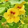 Yellow nasturtium diamond painting kit — vibrant yellow nasturtium blooms