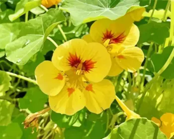 Yellow nasturtium diamond painting kit — vibrant yellow nasturtium blooms