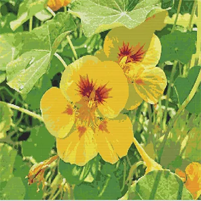Yellow Nasturtium Diamond Paints