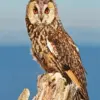 Long-Eared Owl diamond painting kit — detailed owl with striking eyes and feather tufts