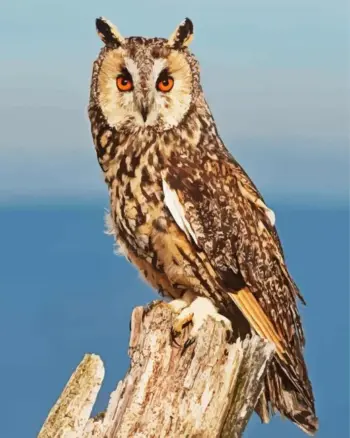 Long-Eared Owl diamond painting kit — detailed owl with striking eyes and feather tufts