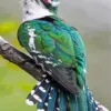 African Emerald Cuckoo diamond painting kit — vibrant green cuckoo with yellow plumage