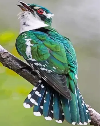 African Emerald Cuckoo diamond painting kit — vibrant green cuckoo with yellow plumage